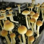 Are Magic Mushrooms Illegal In Texas