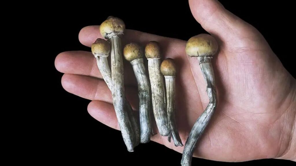 Are Magic Mushrooms Illegal In Texas