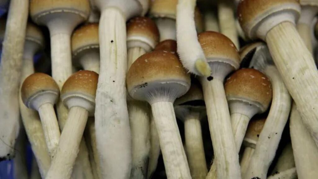 Are Magic Mushrooms Illegal In Texas