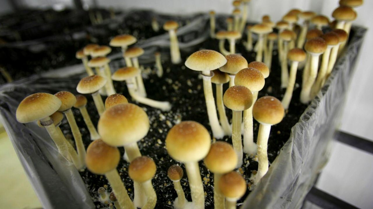 Are Magic Mushrooms Illegal In Texas