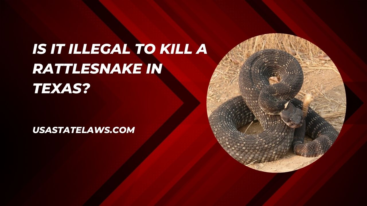 Is It Illegal To Kill A Rattlesnake In Texas