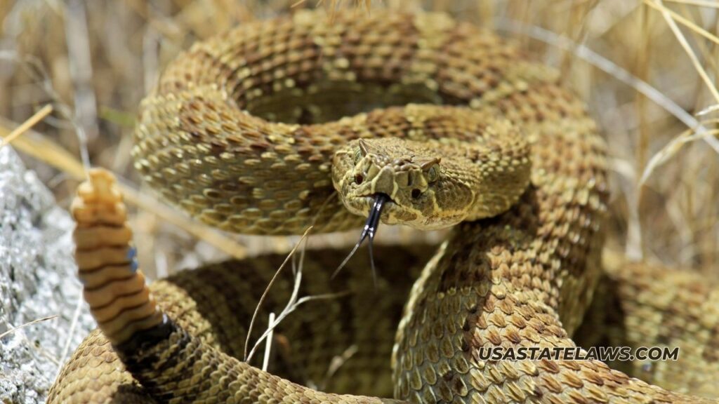 Is It Illegal To Kill A Rattlesnake In Texas