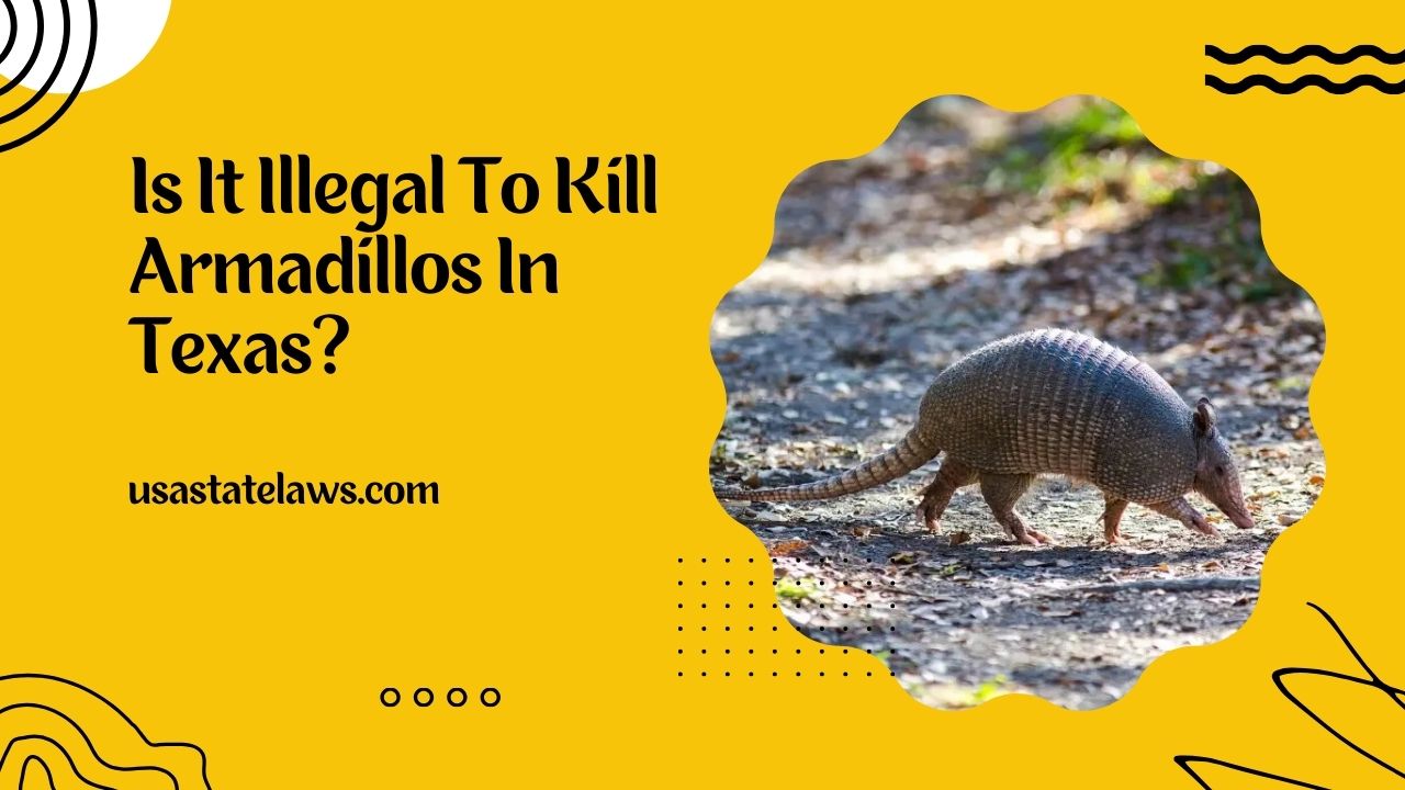 Is It Illegal To Kill Armadillos In Texas