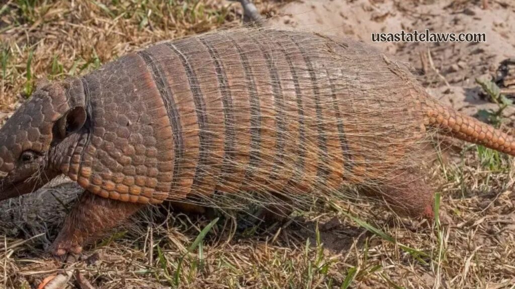 Is It Illegal To Kill Armadillos In Texas