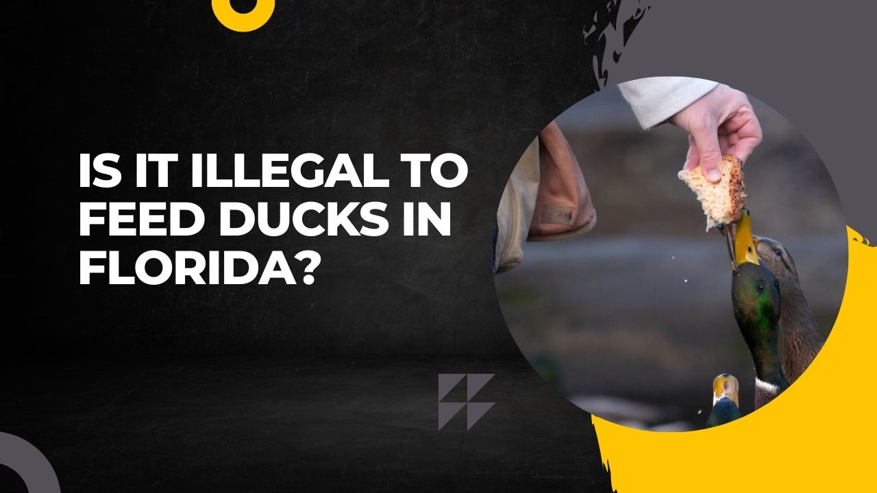 Is It Illegal To Feed Ducks In Florida