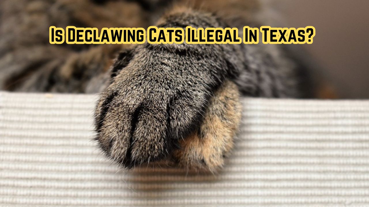 Is Declawing Cats Illegal In Texas